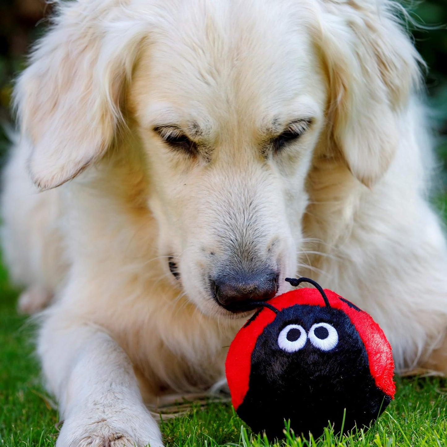 Cute Ladybird Plush Chew Toy for Dogs - Soft and durable playtime companion