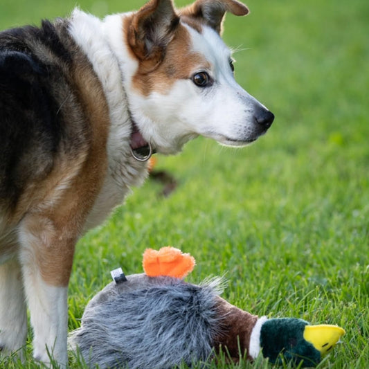 Petface Plush Duck Toy for Dogs – Honking & Squeaky