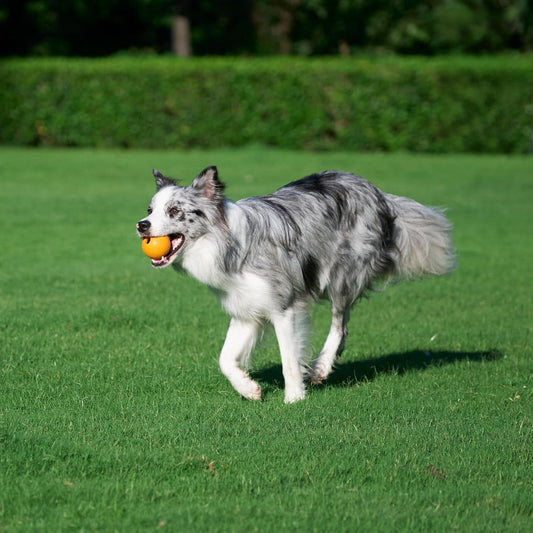 Set of 3 Rubber Dog Balls for Fetch, 6.35 cm, in Blue and Orange