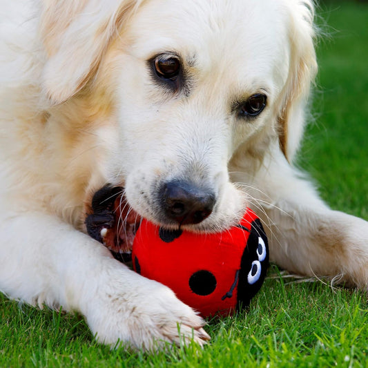 Cute Ladybird Plush Chew Toy for Dogs - Soft and durable playtime companion